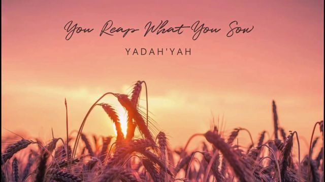 You Reap What You Sow  - Yadah'Yah