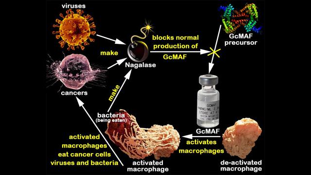 How They Cause Cancer Using Vaccines - Nagalase