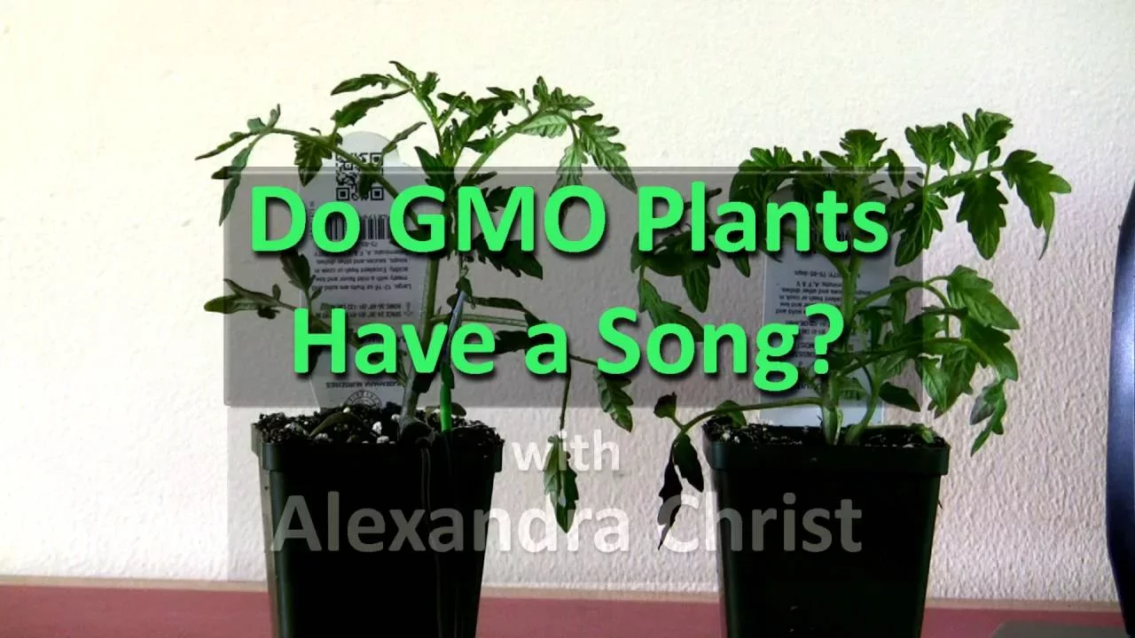 Do GMO Plants Sing?