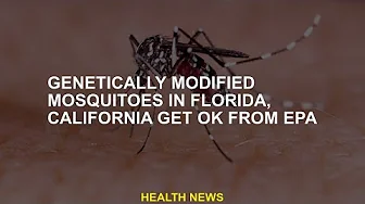 GM mosquitoes in Florida, California get EPA approval