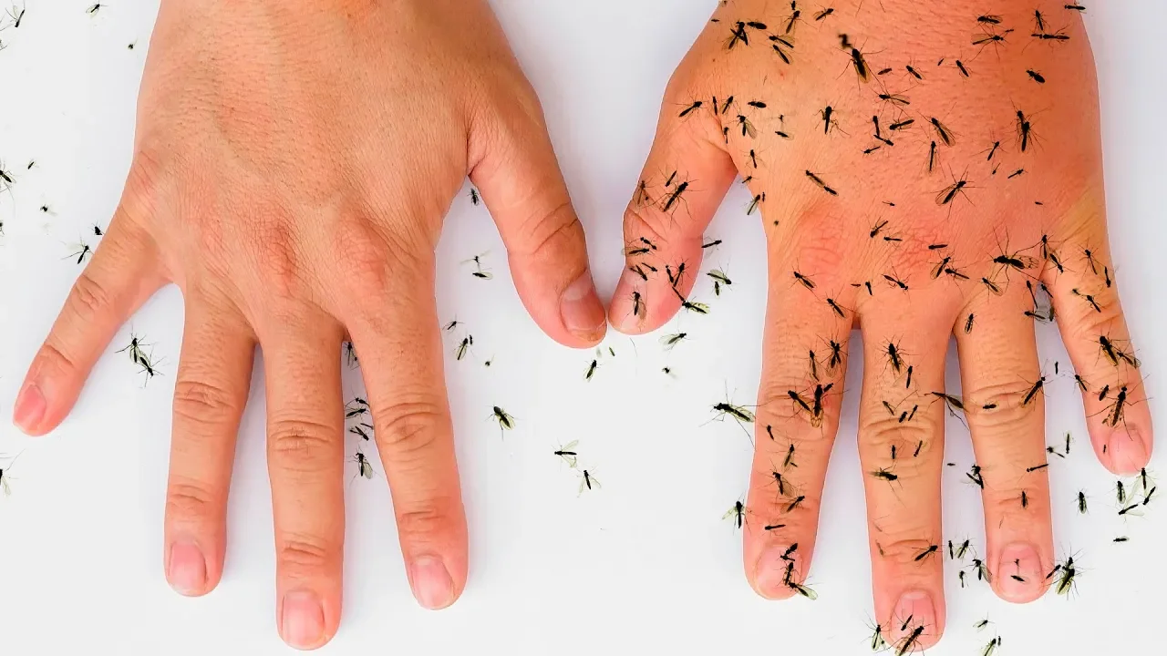 8 All-Natural Ways to Keep Mosquitoes Away