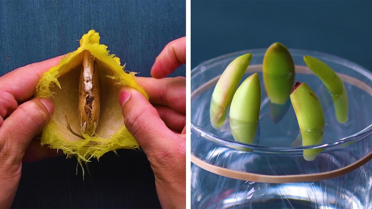 13 Genius Gardening Hacks That You’ll Be Glad to Know!