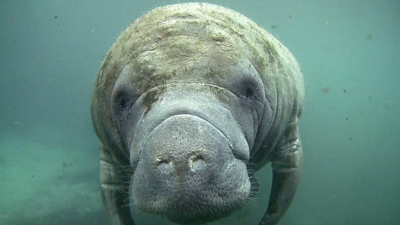 Most-loved mammal in Florida: The Manatee