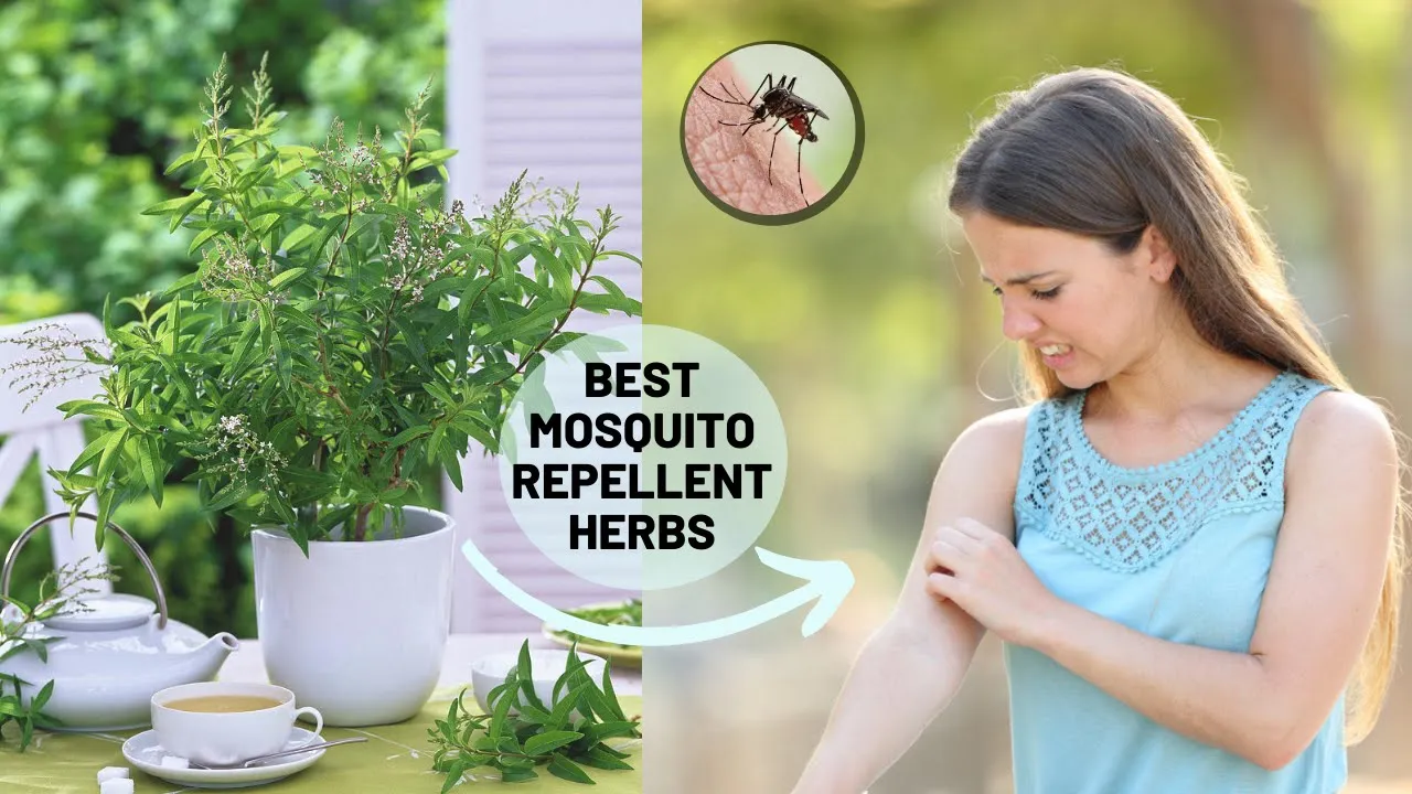12 Herbs That Keep Mosquitoes Away | Best Mosquito Repellent Herbs