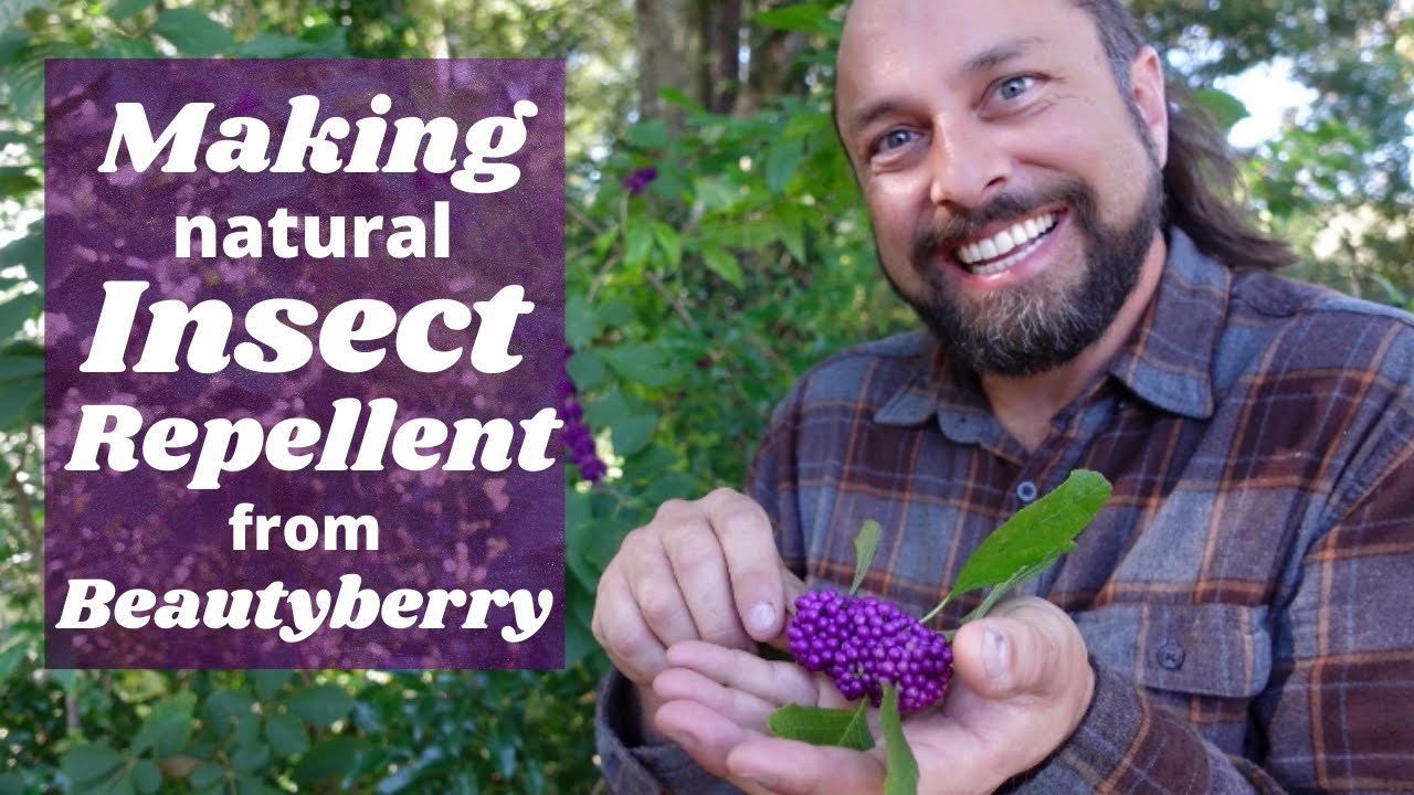 Making Natural Insect Repellent from Beautyberry | Beautyberry Juice