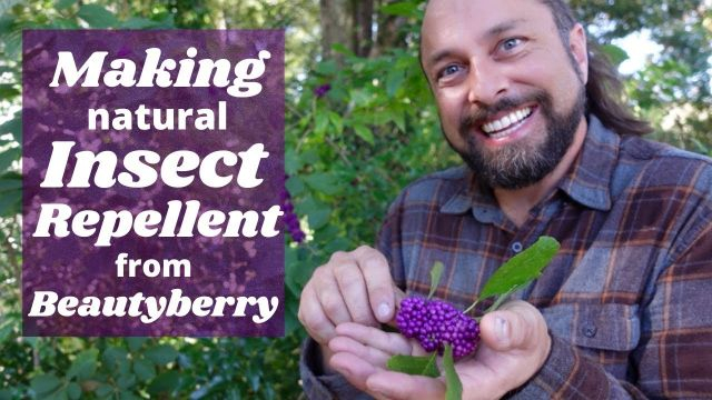 Making Natural Insect Repellent from Beautyberry | Beautyberry Juice