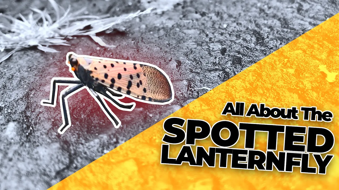 All About the Spotted Lanternfly & How to Get Rid of Them!