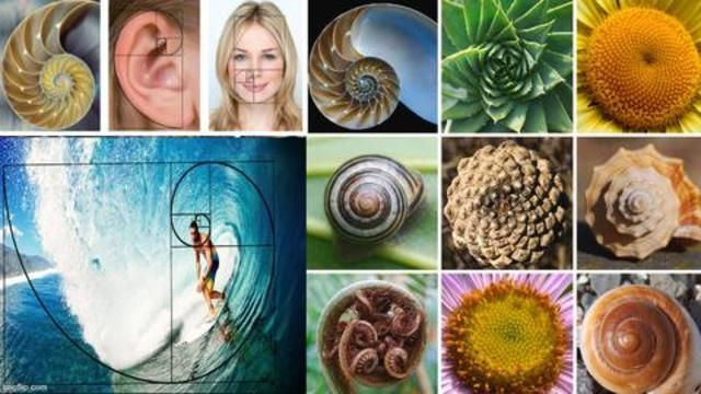 Intelligent Design - Fibonacci - Golden Ratio - Our Creator's Fingerprint Is Everywhere!