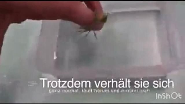 Remember this Video the next time you hear “Eat Ze Bugs”!