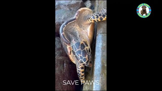 Barbados - Rescue sea turtles trapped in the rock Salva le tartarughe marine intrappolate nella roccia