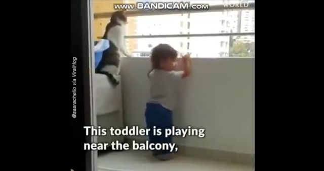 CAT SAVES CHILD FROM DEATH FALL