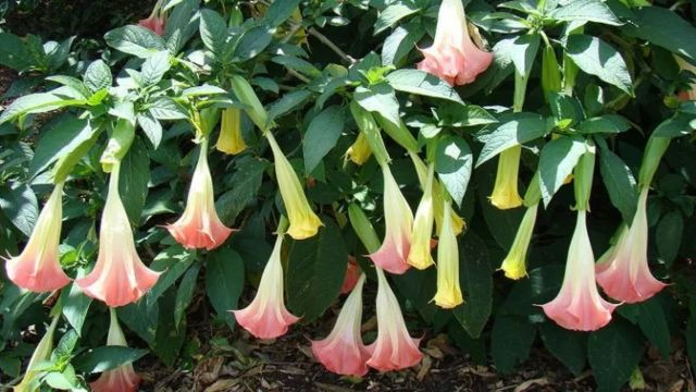 Top 10 Poisonous Plants in Africa that Can Kill You
