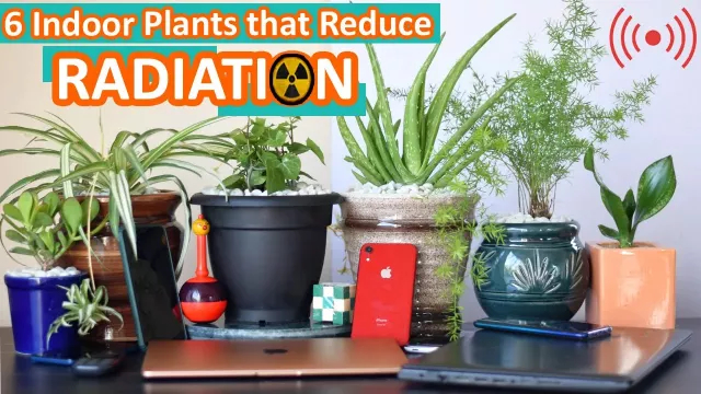 6 Indoor Plants that Reduce Radiation || Proven by Science