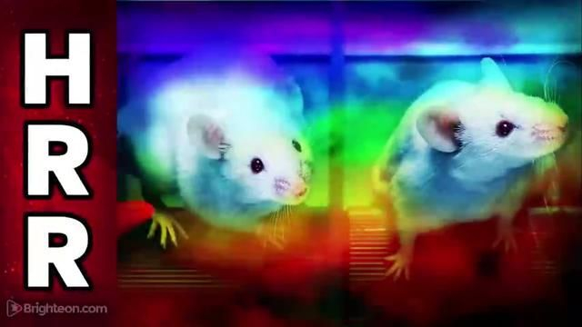 POPULATION ZERO: Science experiments observed mice turning LGBT...