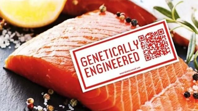 Genetically Modified Salmon Has Been Approved by FDA