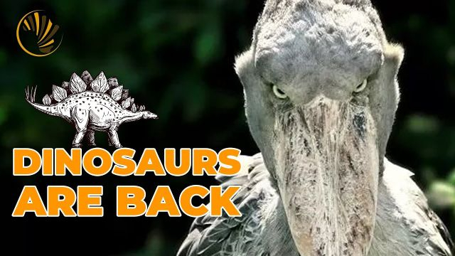 The Stunning Shoebill: Only in Africa