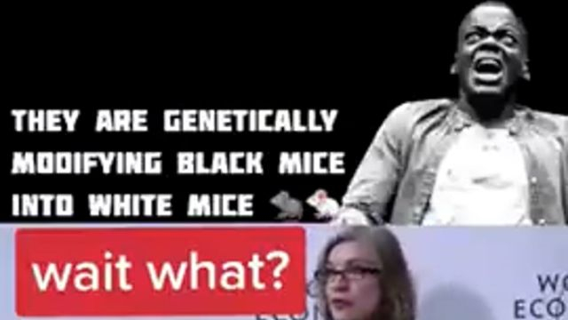 They are genetically modifying black mice into white mice