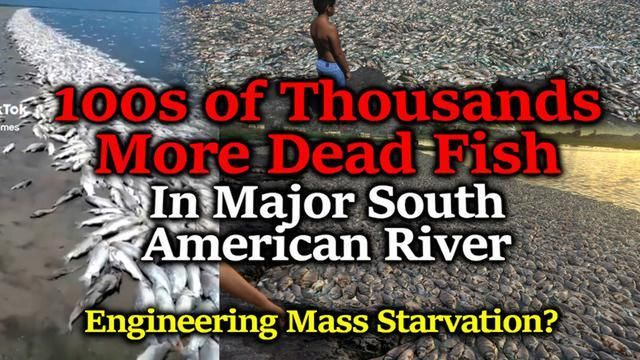 Worldwide Engineered Genocide! Colossal South America Fish Kill- 100s of Thousands More DEAD FISH!