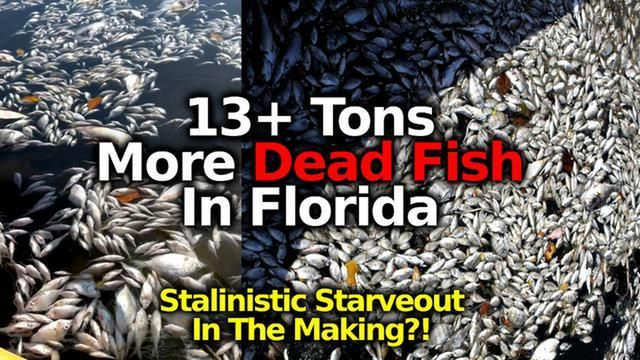Massive Fish Kill- 13+ Tons Of Dead Fish In Florida, Indiana & Michigan. Are We Being Genocided