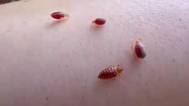 Bed Bugs- What You've Been Told is Totally False