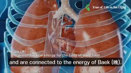The Vibrational Frequency of the Body and Human Internal Organs