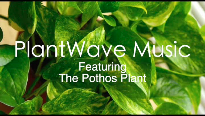 Plantwave Music Featuring Pathos Plant