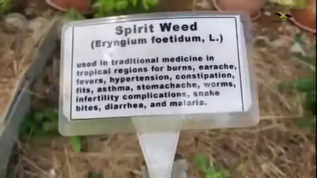 How Many Of These Do You Recognize? | 60 POWERFUL Medicinal Herbs Of Jamaica