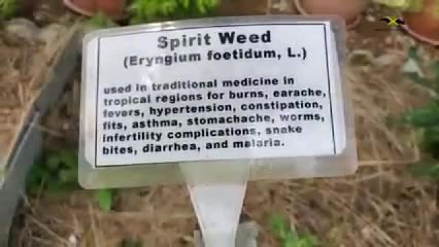 How Many Of These Do You Recognize? | 60 POWERFUL Medicinal Herbs Of Jamaica