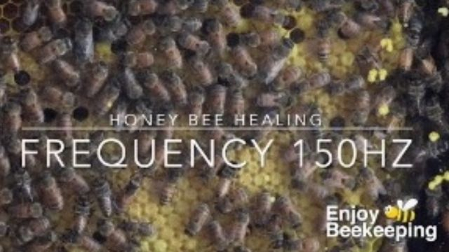 Honey Bee Healing Frequency 150 Hz