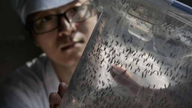 Blood Sucker Bill Gates World's Biggest Mosquito Factory Breeds GMO Mosquitoes in Columbia
