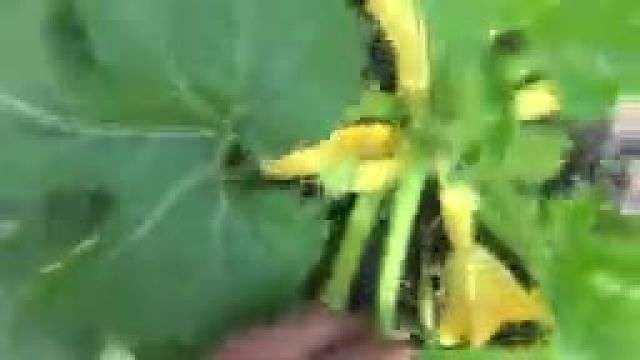 3 Plants You Can Hand Pollinate! How to Grow Your Veggies Using Hand Pollination