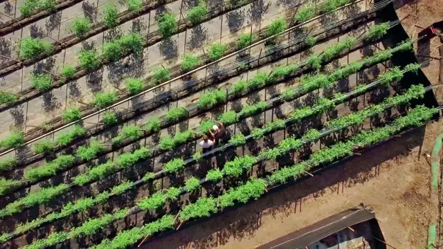 The Need To Grow (2022) documentary