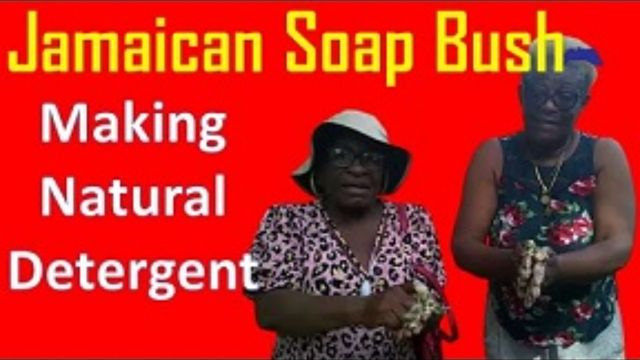 Jamaican Soap Bush Matters! Watch Ladies Make Natural Detergent