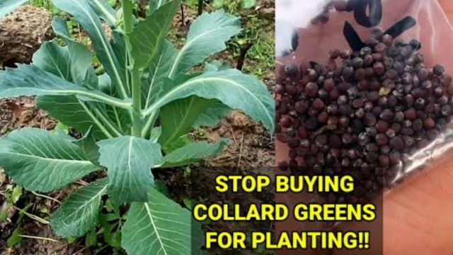 DO THIS INSTEAD-HOW TO GROW TONS OF COLLARD GREENS