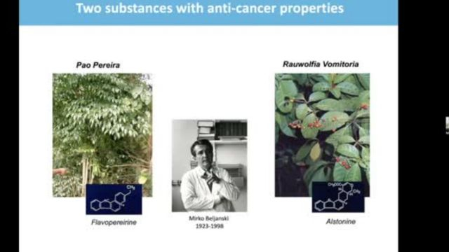 Science Backed Anti-Cancer Plants from Africa and the Amazon Rainforest
