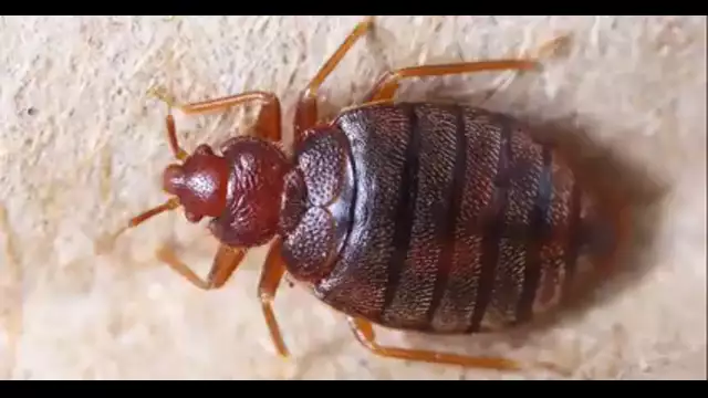 France Declares War on Bedbugs as They Invade Paris - No One is Safe