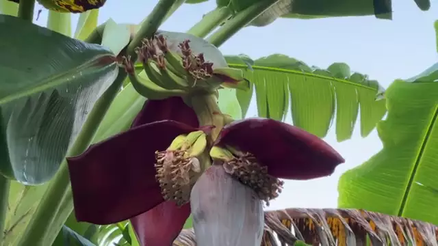 Did You KNOW You Can Eat Banana FLOWERS?