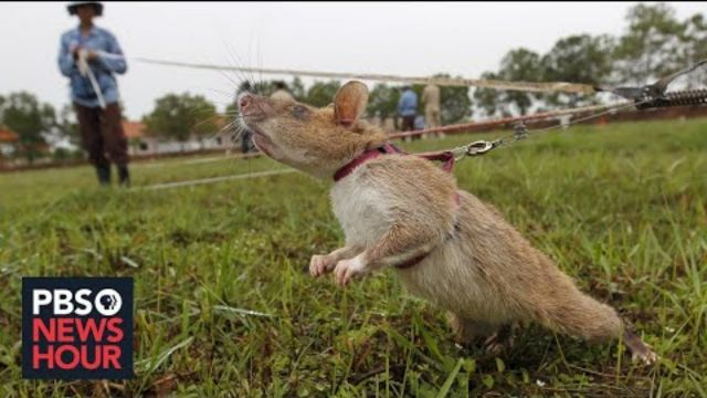 How giant African rats are helping uncover deadly land mines in Cambodia